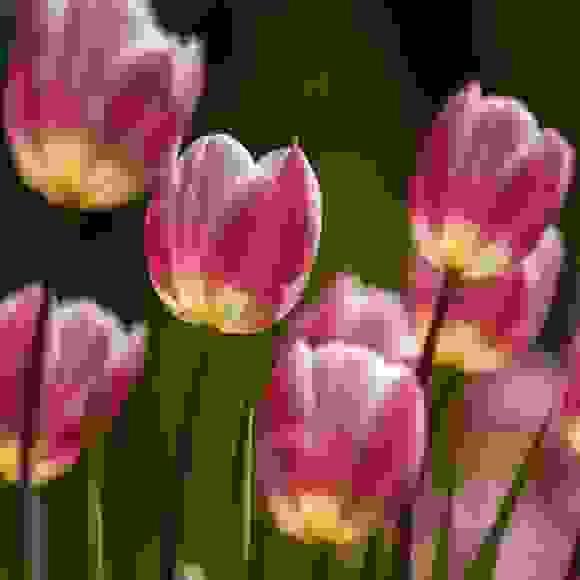 Tulips